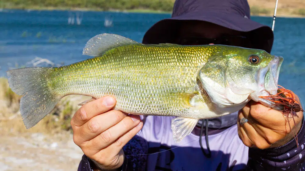 Strike King Bitsy Bug Mini Jig Strike King Bitsy Bug Mini Jig