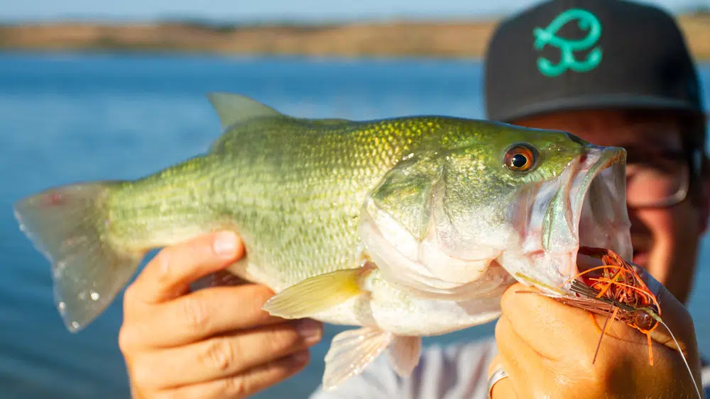 Strike King Bitsy Bug Mini Jig Strike King Bitsy Bug Mini Jig