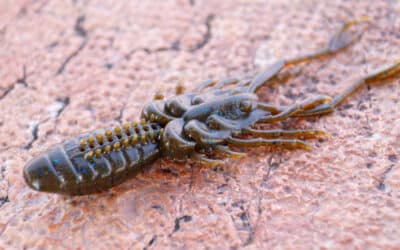 Bait Breath eX-Rider Shrimp