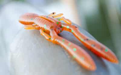 Megabass Bottle Shrimp