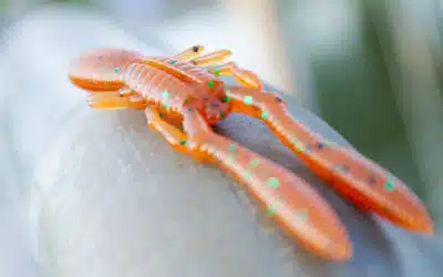Megabass Bottle Shrimp