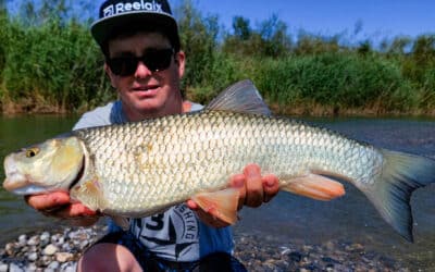 Yo-Zuri 3DS Crank SSR