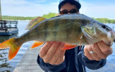 Die Schlüssel zum Erfolg mit Weightless Soft Stickbaits