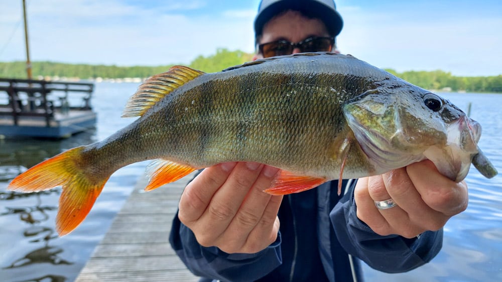 Die Schlüssel zum Erfolg mit Weightless Soft Stickbaits