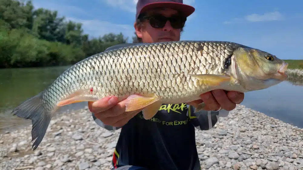 Fish Arrow Three Shot Minnow chub fisharrow threeshot minnow 121312 2