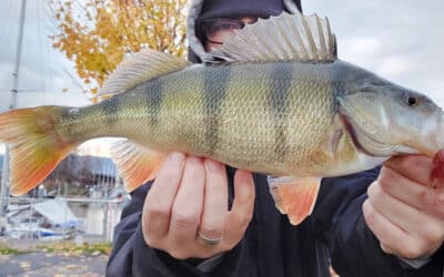 US Style Carolina Rig
