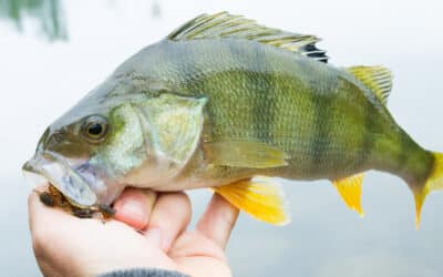 Free Rig VS Jika Rig