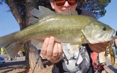 Strike King Rage Bug