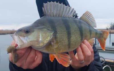 Geecrack Bellows Craw