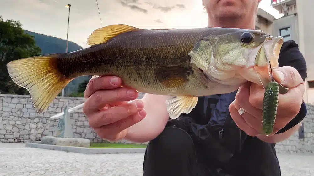 Gummikrebs ohne Alles bass yamamoto tailless grub 053537 2