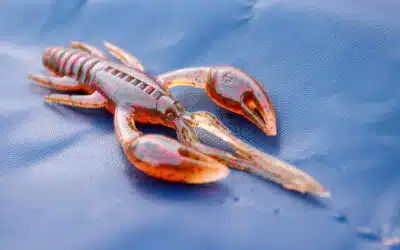 OSP DoLive Craw