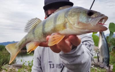 Barschangeln – Grenzenlose Faszination