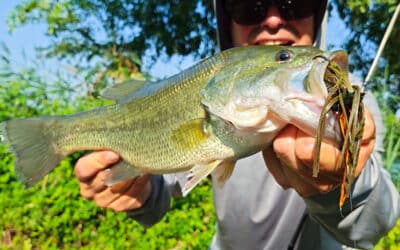 Rapala CrushCity Cleanup Craw