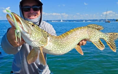 Rapala CrushCity The Stingman