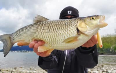 Döbel angeln – Dicke Fische auf Sicht