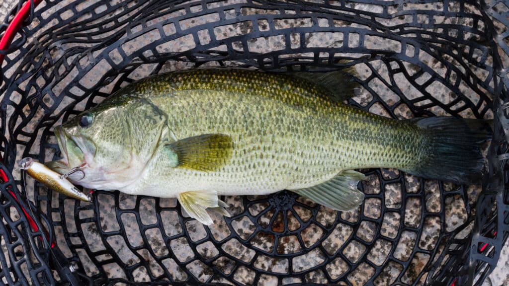 bass italien rapala scitterpop 9322