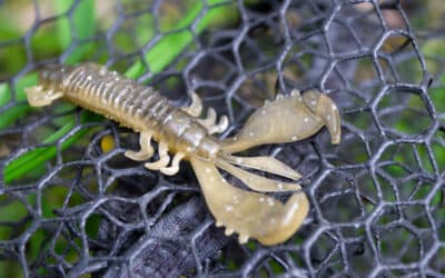 Deps MS Craw