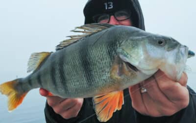Keitech Swing Impact Fat