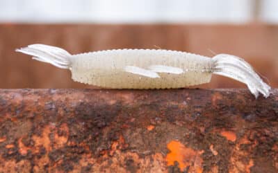 Imakatsu Fula Shrimp