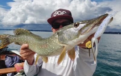 Rapala CrushCity Freeloader