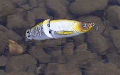 Molix Glide Bait 130 Dying