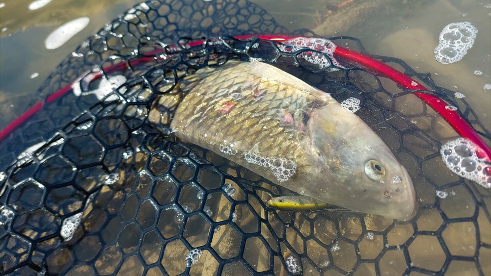Rapala Flat Rap rapala flat rap 6
