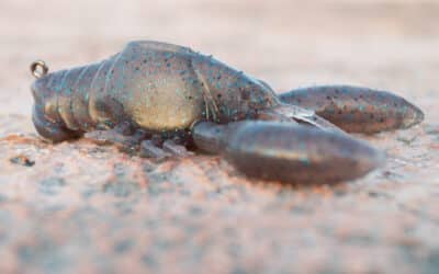 Megabass Sleeper Craw
