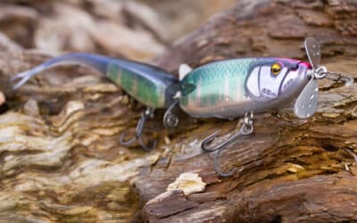 Raid Japan Double Header