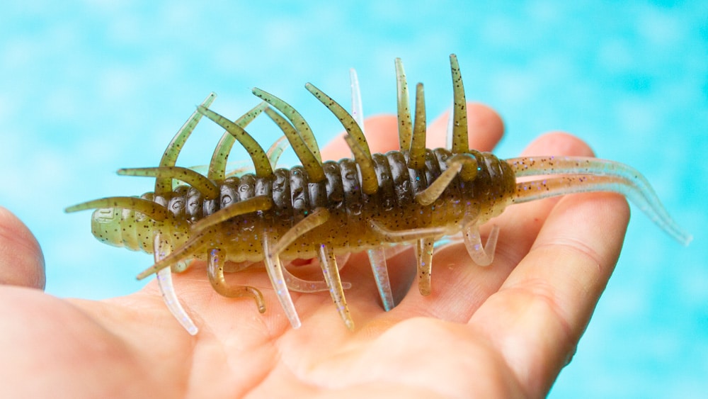 No Sinker Rig Köder Guide hideup coike shrimp 7143 2